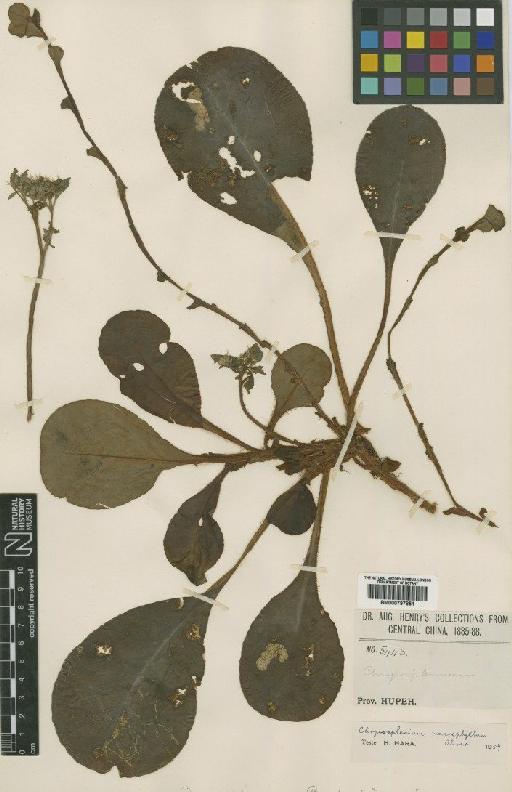 Chrysosplenium macrophyllum Oliv. - BM000797851