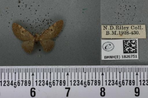 Eupithecia virgaureata Doubleday, 1861 - BMNHE_1826751_398799