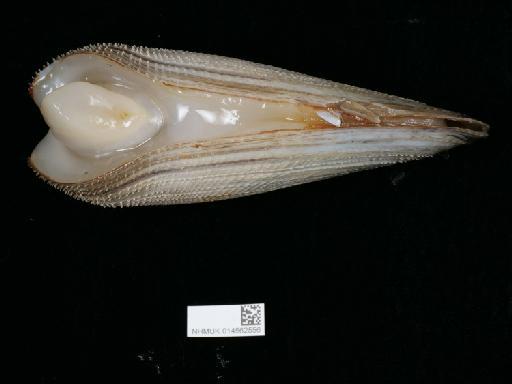 Pholas dactylus subterclass Euheterodonta Linnaeus, 1758 - 014562556_5