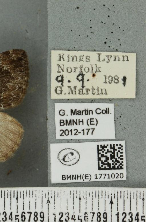 Dysstroma truncata truncata (Hufnagel, 1767) - BMNHE_1771020_label_351058