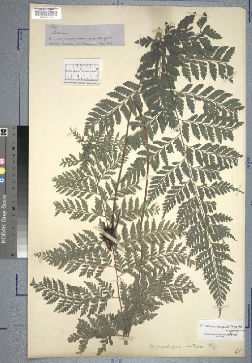 Dicksonia L'Hér. - Spruce - BM000776920