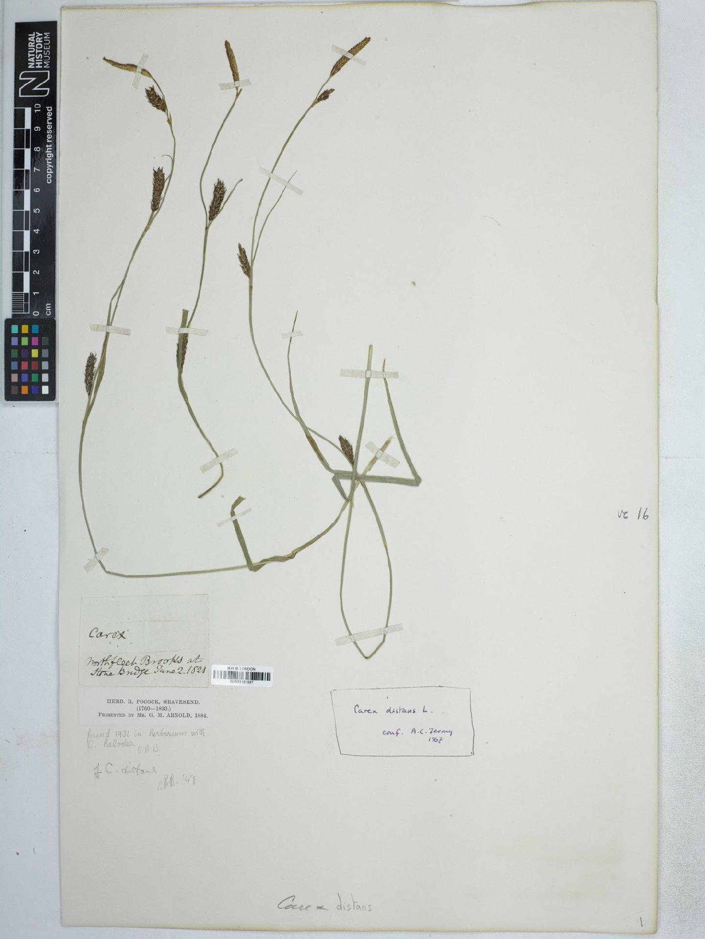 To NHMUK collection (Carex distans L.; NHMUK:ecatalogue:5016193)
