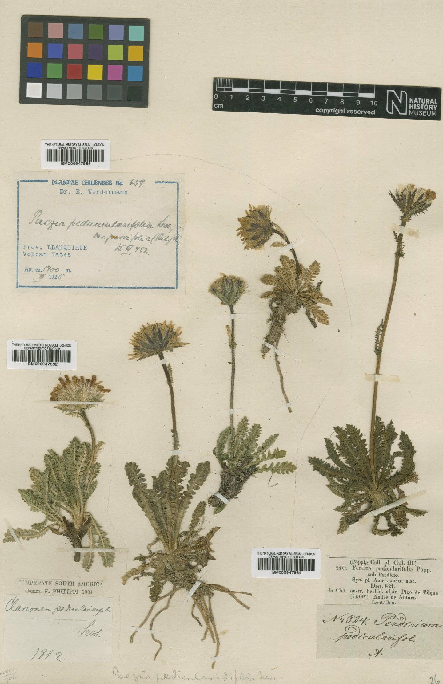 To NHMUK collection (Perezia pedicularidifolia Less.; Type; NHMUK:ecatalogue:620508)