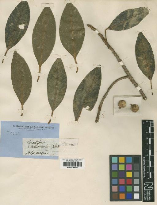 Ficus platypoda A.Cunn. ex Miq. - BM000799799