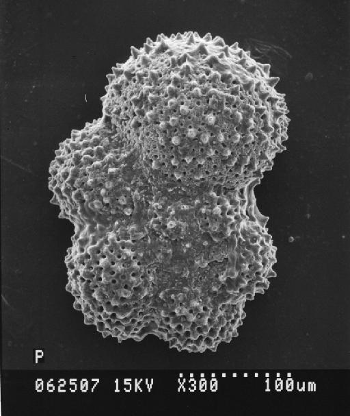 Globorotalia sibaiyaensis El-Naggar, 1966 - S2500_062507_P_45628.tif