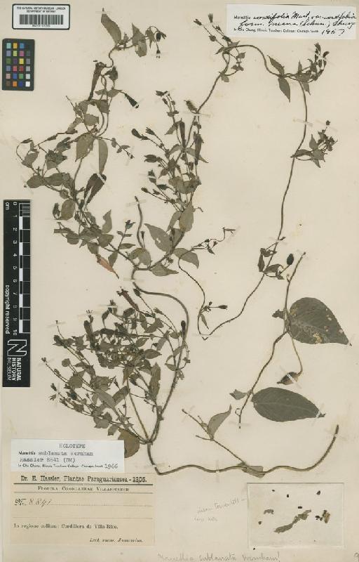 Manettia cordifolia Mart. - BM001191268