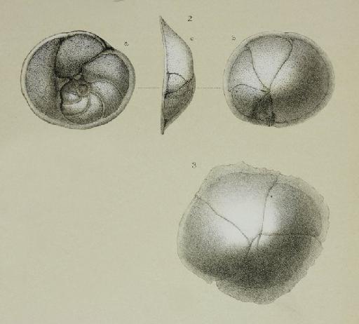 Discorbina rarescens Brady, 1884 - ZF1414_90_2-3_Planodiscorbis_rarescens.jpg