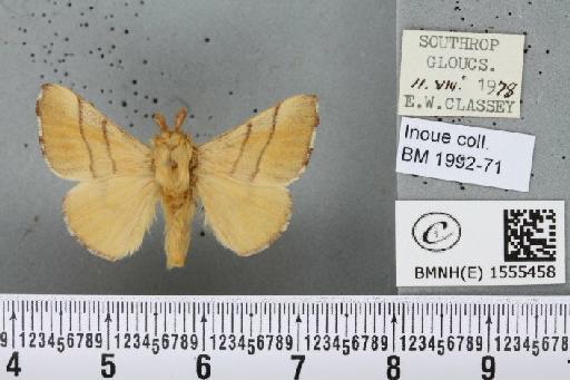 Malacosoma neustria (Linnaeus, 1758) - BMNHE_1555458_260014