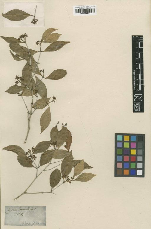 Myrtus lanceolata Ant.Juss. ex J.St.-Hil. - BM000953671