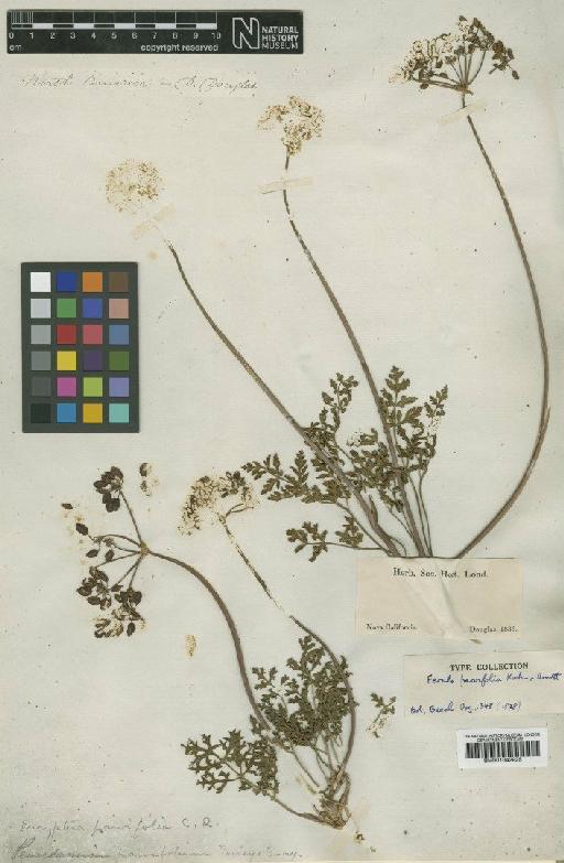 Lomatium parvifolium (Hook. & Arn.) Jeps. - BM001042925