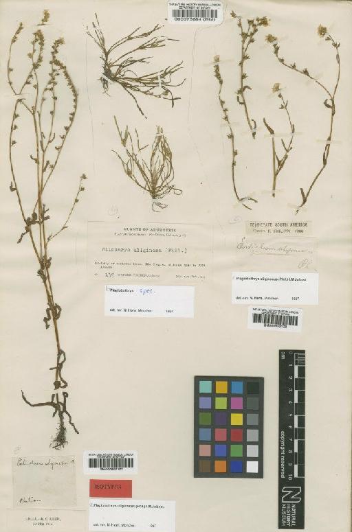 Plagiobothrys uliginosus (Phil.) I.M.Johnst. - BM000953107