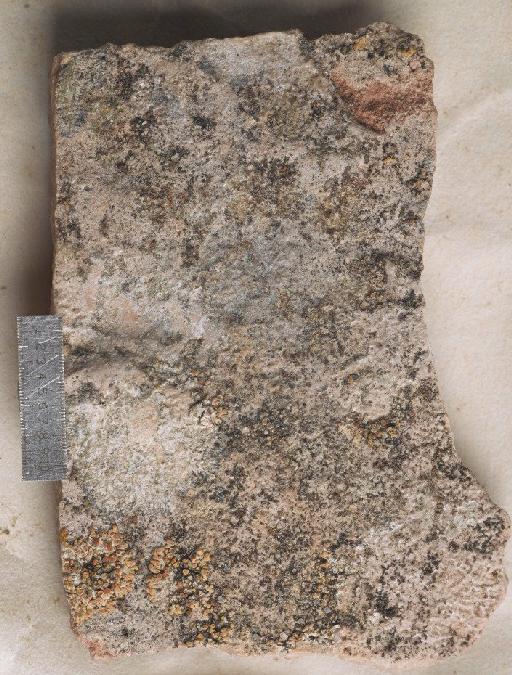 Caloplaca tegularis (Ehrh.) Sandst. - BM001096639_a