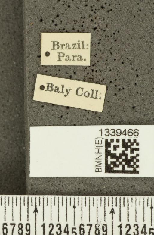 Acalymma bivittulum amazonum Bechyné, 1958 - BMNHE_1339466_label_20516