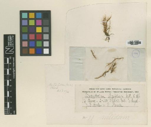 Dicranodontium nitidum (Dozy & Molk.) M.Fleisch. - BM000866629