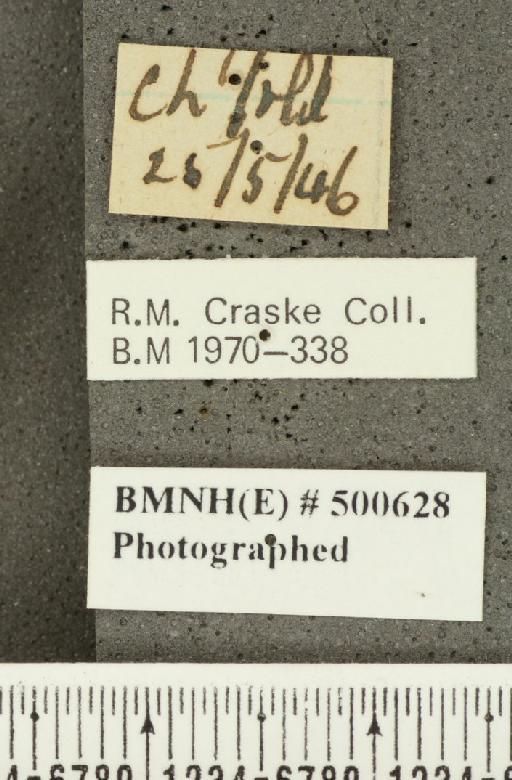 Ochlodes sylvanus ab. intermedia Frohawk, 1938 - BMNHE_500628_label_155432
