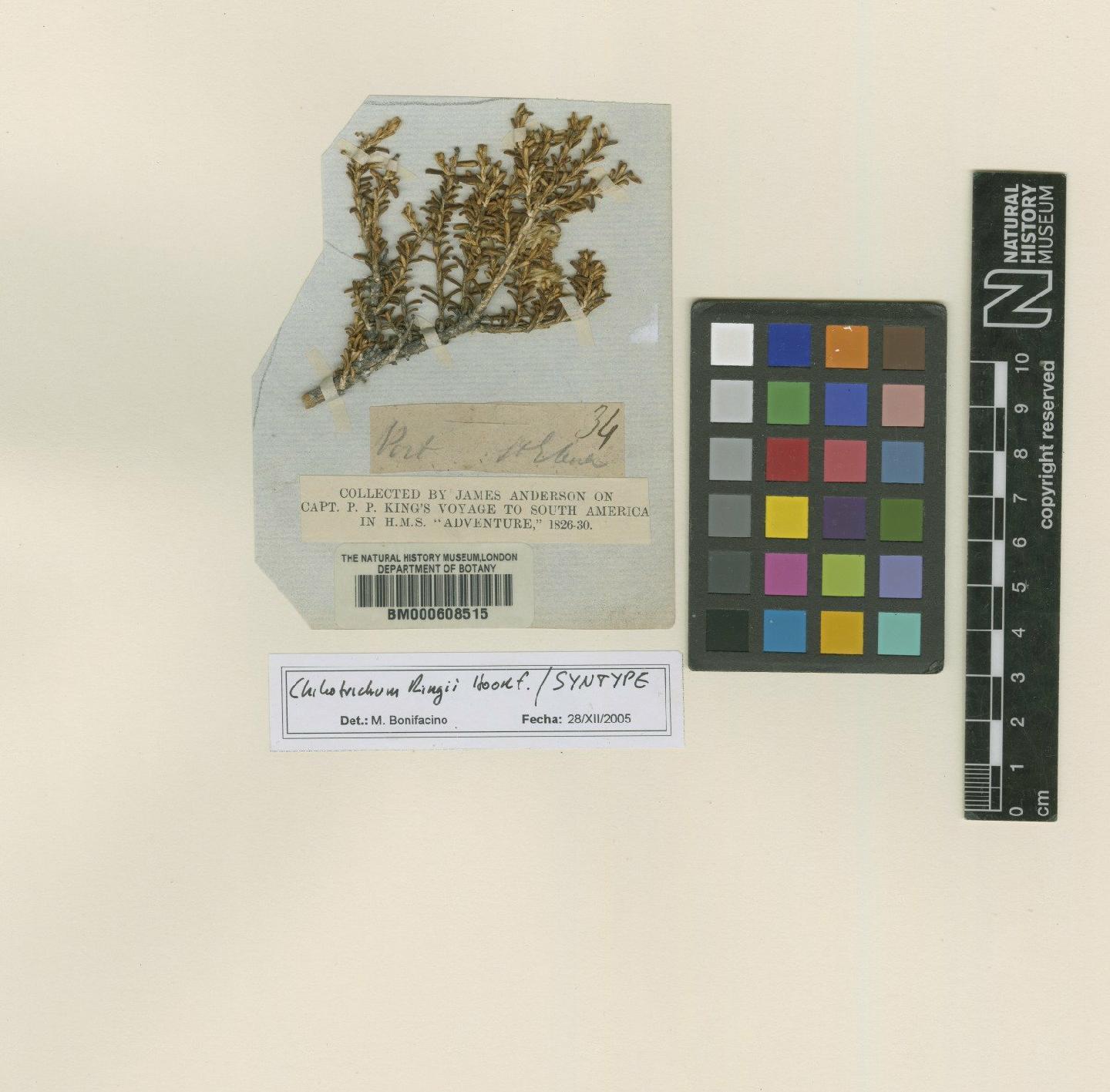 To NHMUK collection (Chiliotrichum kingii Hook.f.; Syntype; NHMUK:ecatalogue:4983668)