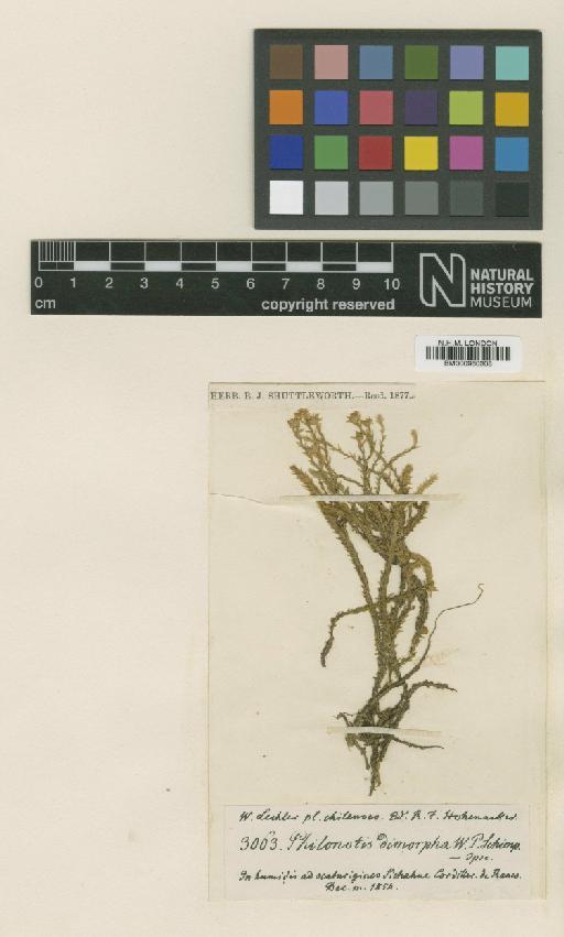 Philonotis vagans (Hook.f. & Wilson) Mitt. - BM000960308_a