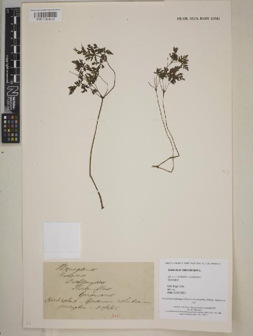 Geranium robertianum L. - 013834815