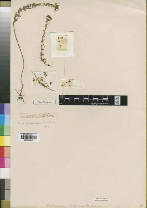 Crotalaria jacksonii Baker f. - BM000843327