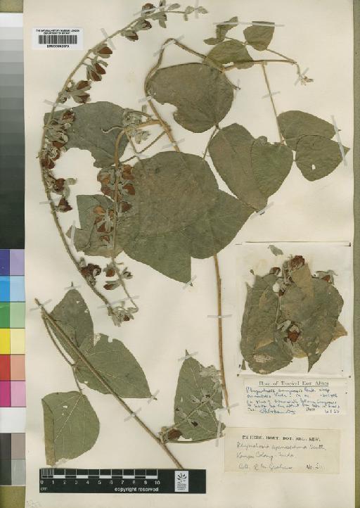 Rhynchosia congensis subsp. orientalis Verdc. - BM000842579