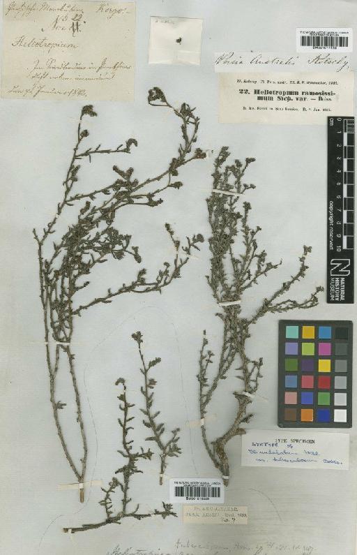 Heliotropium ramosissimum (Lehm.) DC. - BM001014448