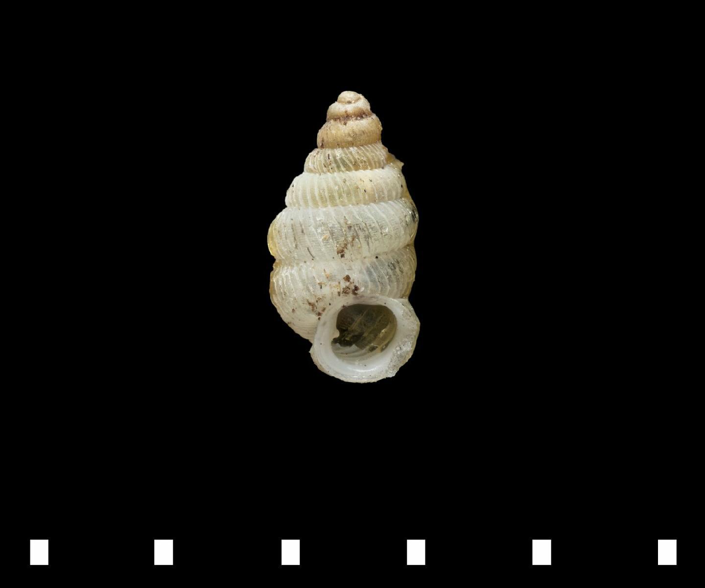 To NHMUK collection (Diplommatina regularis Fulton, 1901; SYNTYPE; NHMUK:ecatalogue:2486106)