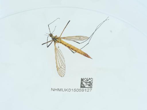 Nephrotoma flavescens (Linnaeus, 1758) - 015059127_1