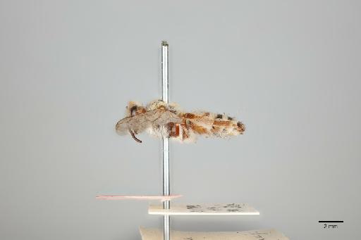 Andrena (Plastandrena) hera Nurse, 1904 - 014025049_lateral
