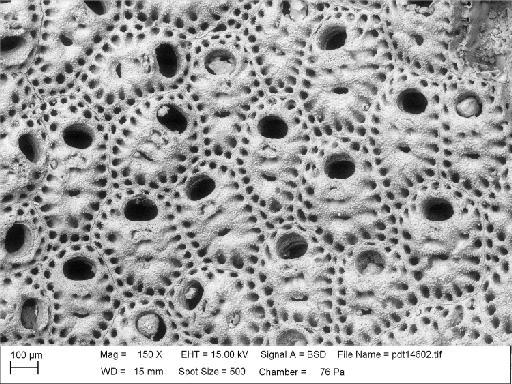 Cellepora umbilicata Lonsdale, 1845 - PI D 53195 - Cellepora umbilicata