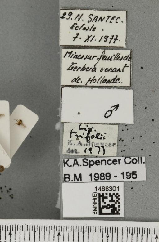 Liriomyza trifolii (Burgess, 1880) - BMNHE_1488301_label_52148