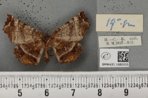 Selenia dentaria ab. fulvopustulata Smith, 1949 - BMNHE_1882035_a_447769