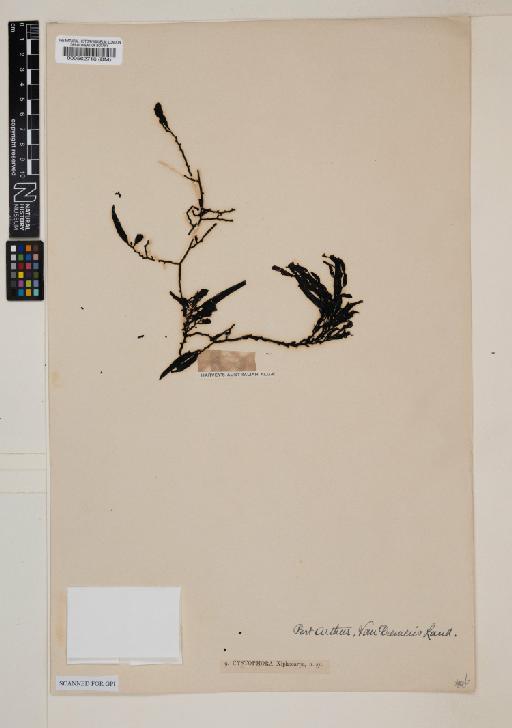 Cystophora xiphocarpa Harv. - 000562716