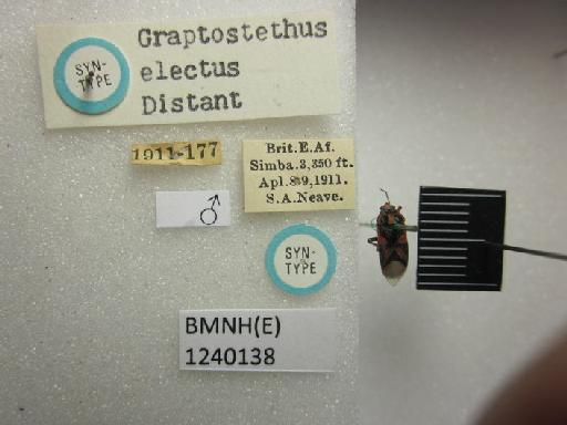 Graptostethus electus Distant, 1918 - Graptostethus electus-BMNH(E)1240138-Syntype male dorsal & labels