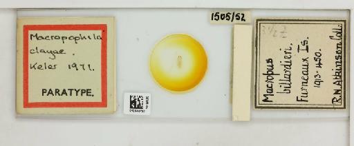 Macropophila clayae Keler, 1971 - 010648723_816385_1430406