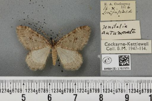 Epirrita filigrammaria ab. polata Westwood, 1845 - BMNHE_1787651_361525