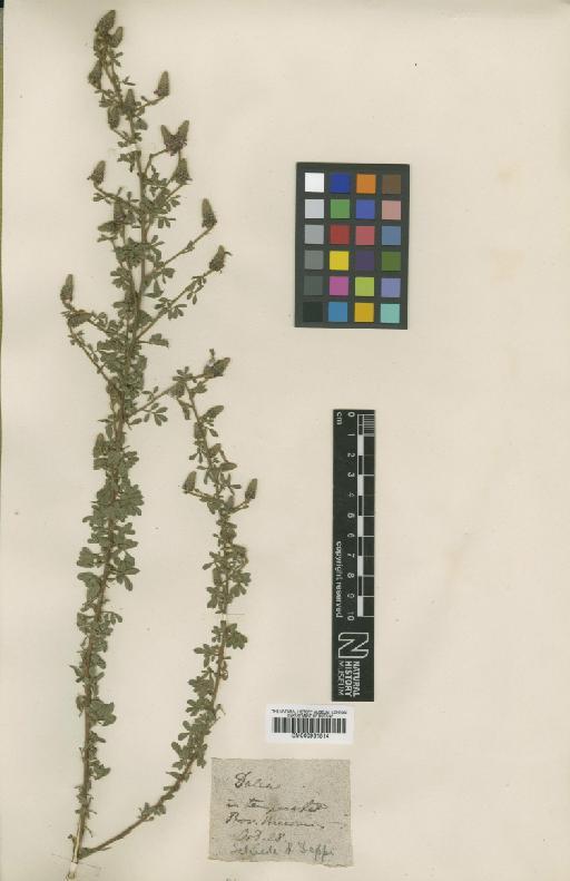 Dalea tomentosa (Cav.) Willd. - BM000931514