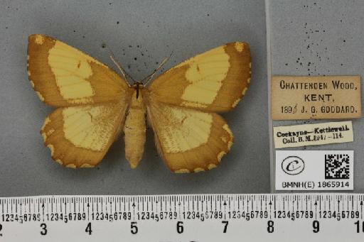 Angerona prunaria ab. corylaria Thunberg, 1781 - BMNHE_1865914_431227