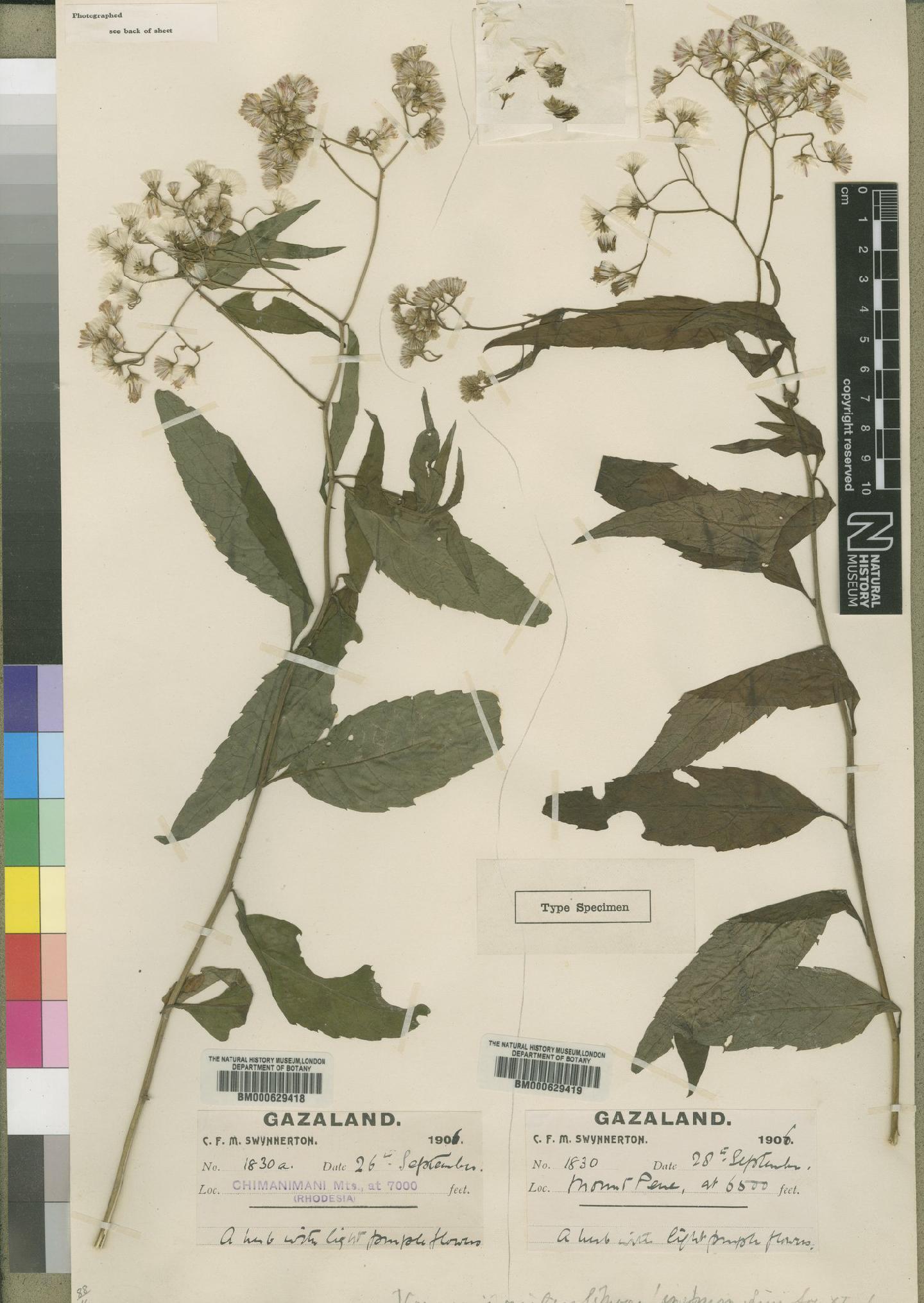 To NHMUK collection (Vernonia gracilipes Moore; Syntype; NHMUK:ecatalogue:4526373)