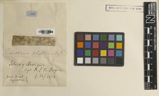 Arthonia phylloica Nyl. - BM001107400