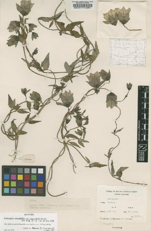 Codonopsis rotundifolia var. angustifolia Nannf. - BM000070745