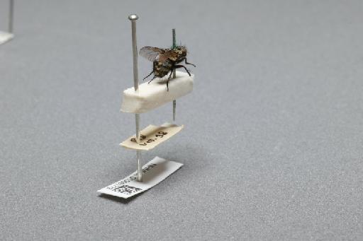 Sarcophaga (Myorhina) nigriventris Meigen, 1826 - 015091778_additional_1