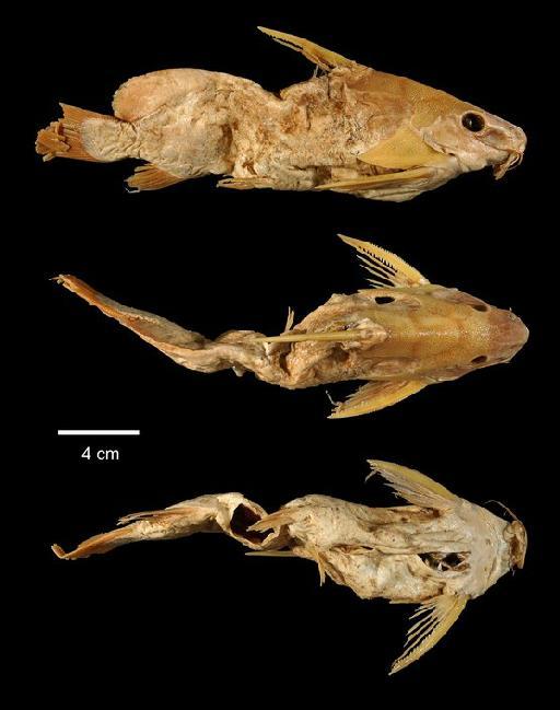 Synodontis gambiensis Günther, 1864 - 2005.9.9.1; Synodontis gambiensis; type; ACSI Project image