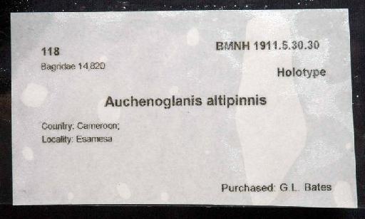 Auchenoglanis altipinnis Boulenger, 1911 - 1911.5.30.30; Auchenoglanis altipinnis; image of jar label; ACSI project image