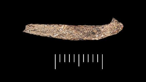 Oreochromis niloticus (Linnaeus, 1758) - NHMUK PV P 76389 Tabun fish spine (view 4)