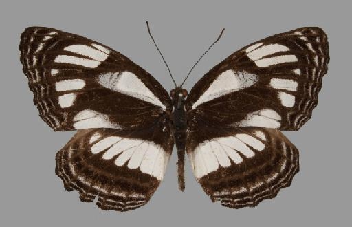 Neptis jamesoni Godman - BMNH(E)#1719041_Neptis_jamesoni_Godman&Salvin_holotype_male_dorsal