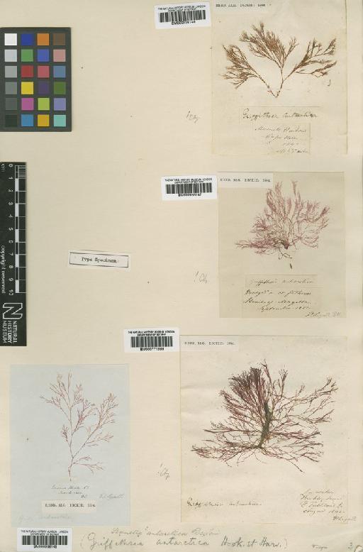 Griffithsia antarctica Hook.f. & Harv. - BM000936148