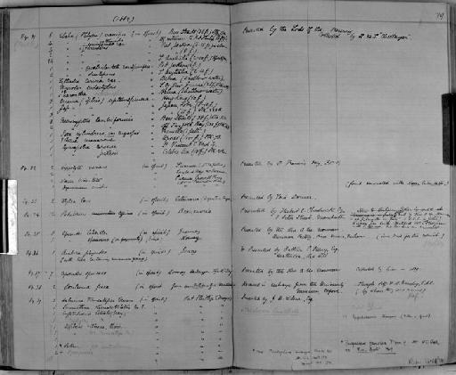 Podalirius typicus parvorder Caprellidira - Zoology Accessions Register: Crustacea: 1876 - 1905: page 79