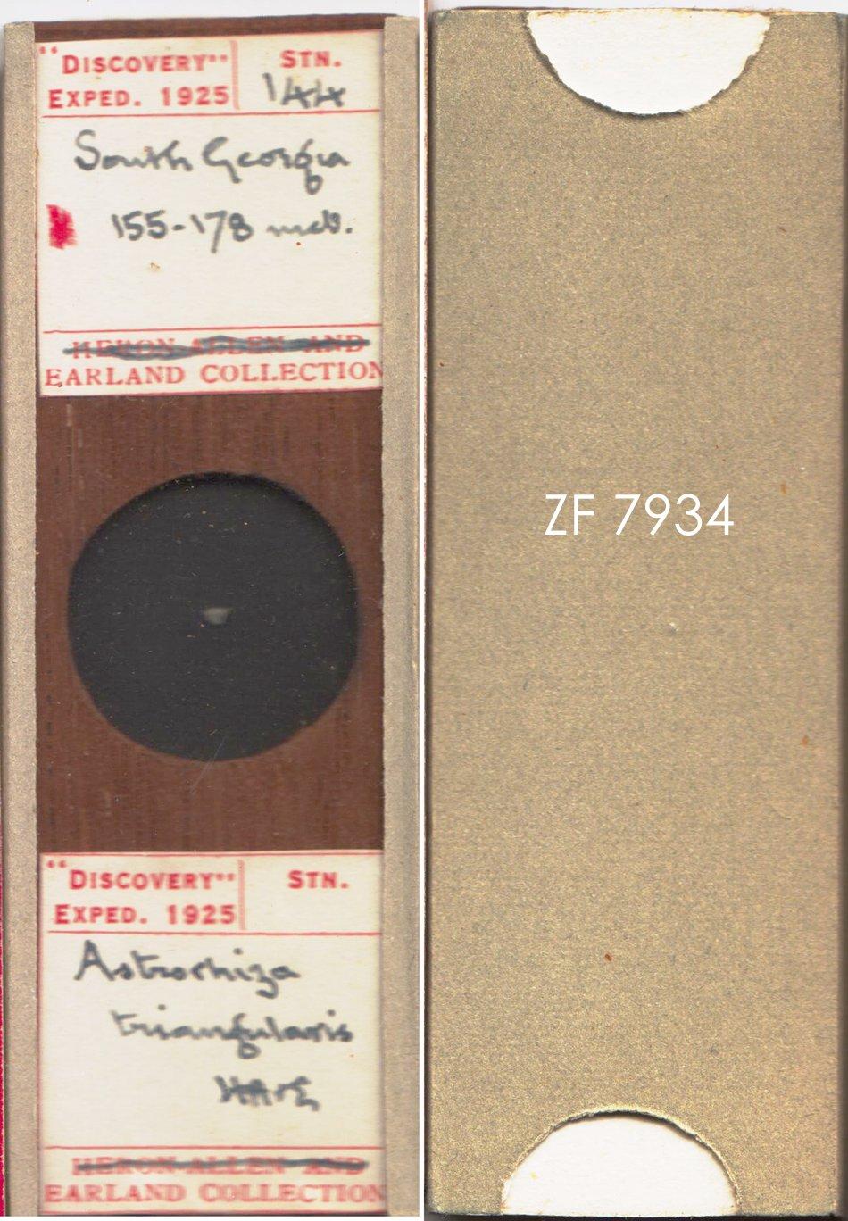 To NHMUK collection (Astrorhiza triangularis Earland, 1933; NHMUK:ecatalogue:9055456)