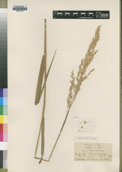 Sorghum virgatum (Hack.) Stapf - BM000923428