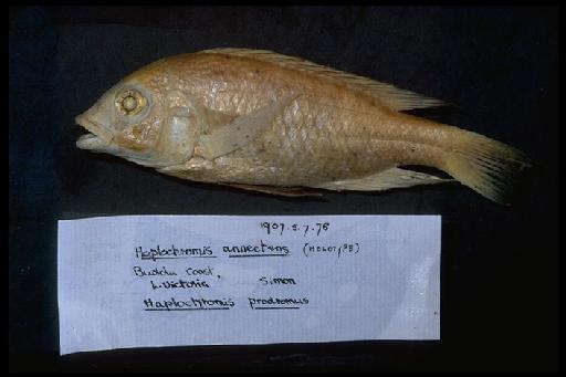 Haplochromis annectens Regan, 1922 - Haplochromis prodromus; 1907.5.7.78